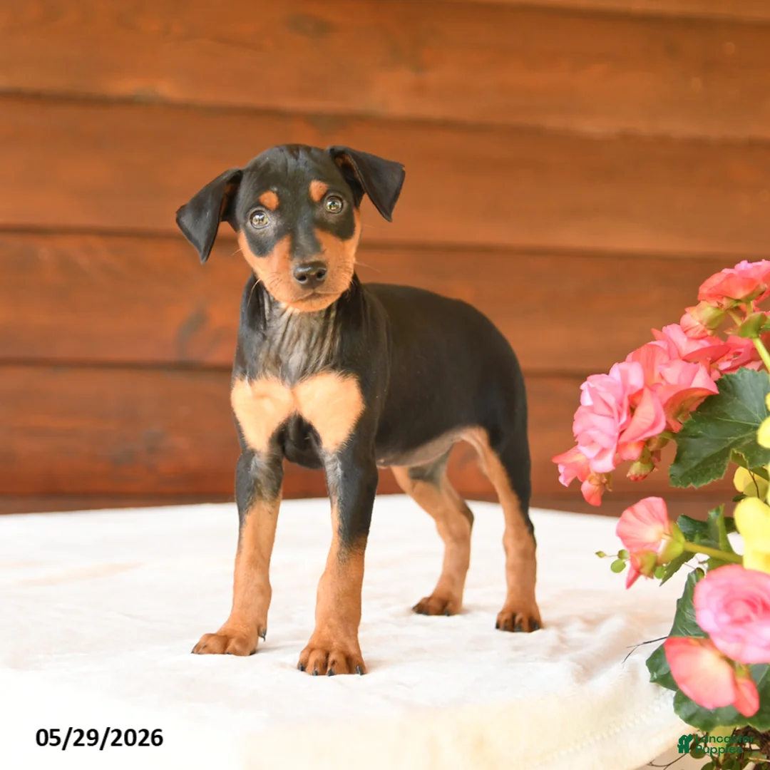Miniature Pinscher dogs for sale: Chase - Ad 2