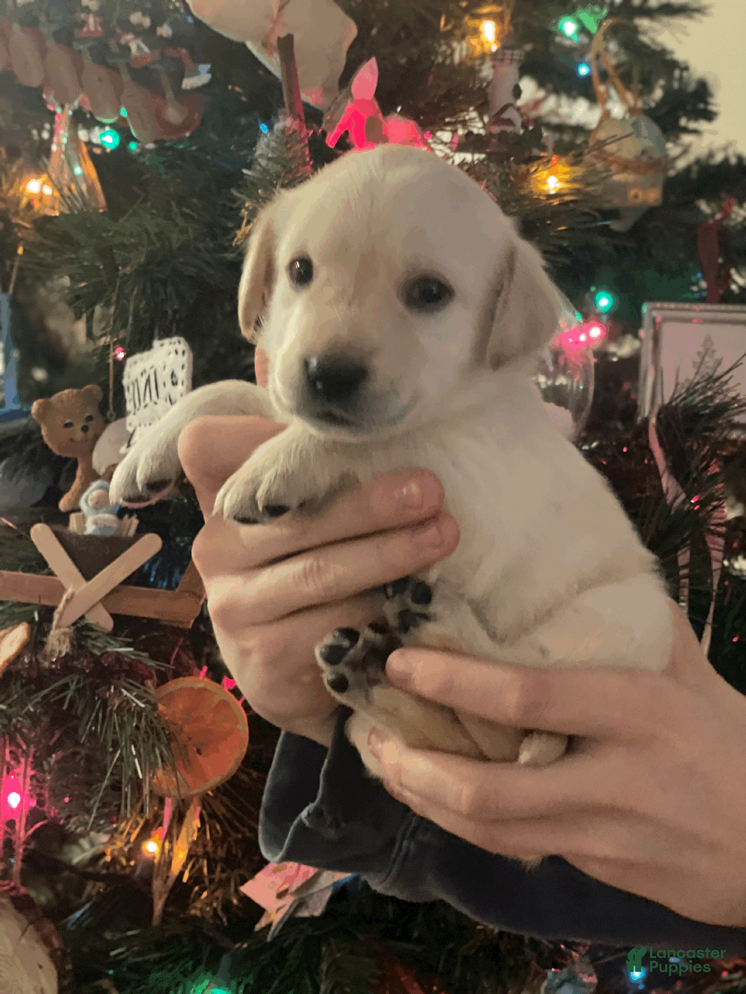 Labrador Retriever dogs for sale: Algonquin-red collar - Ad 22