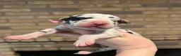 Great Dane dogs for sale: Carbon Creed's Iron Hera - Ad 4