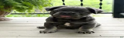French Bulldog dogs for sale: Otis - Ad 3