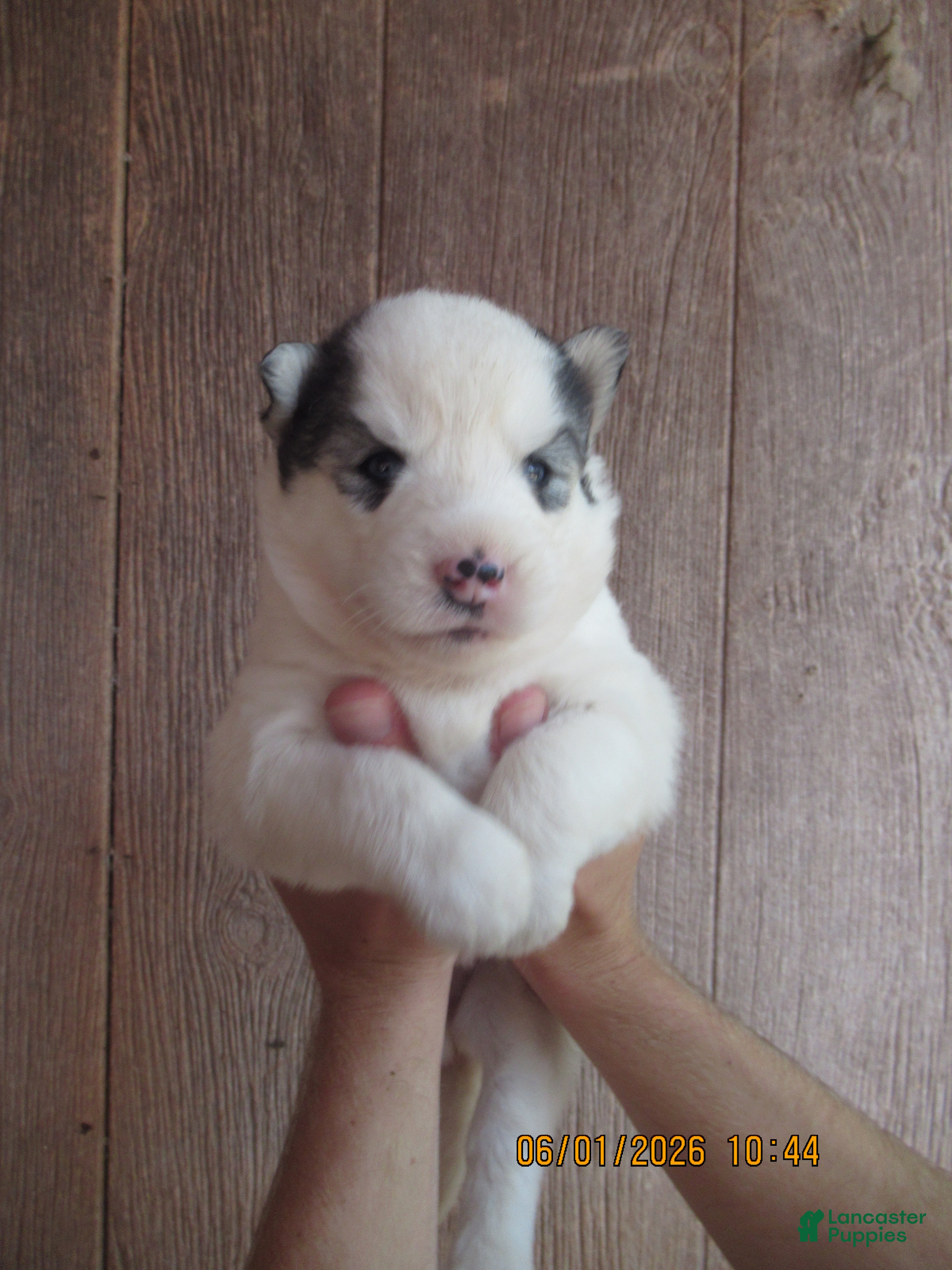 Siberian Husky dogs Siberian Husky Puppy 3 - Ad 2