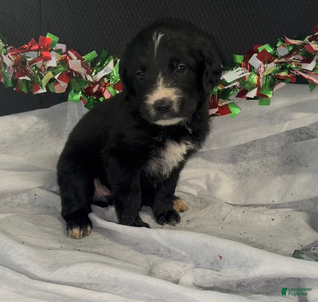 Mixed Breed dogs for sale: Jenna - Ad 1