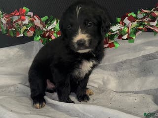 Mixed Breed dogs Jenna - Ad 28