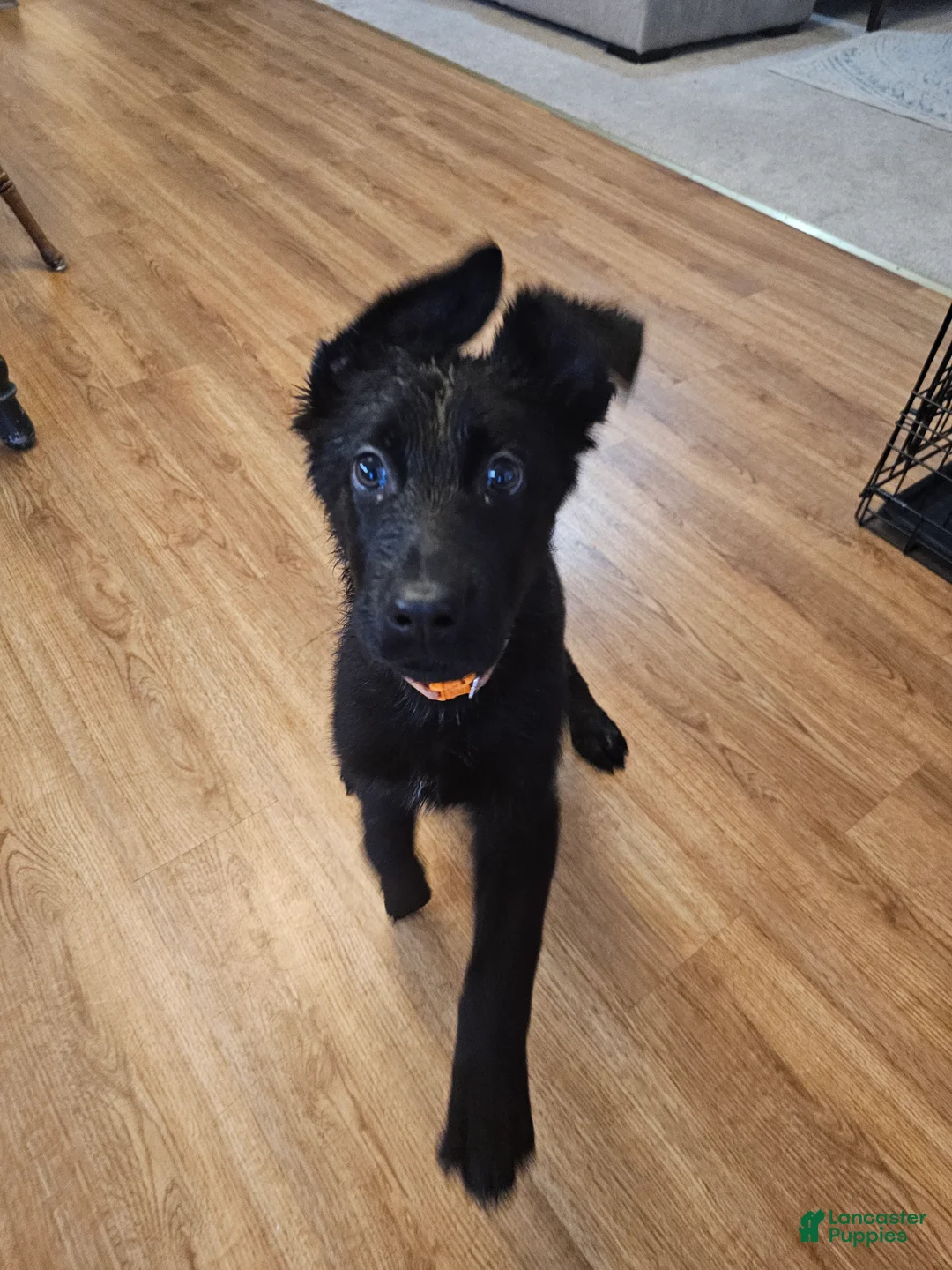 German Shepherd dogs for sale: German Shepherd Puppy 1 - Ad 2