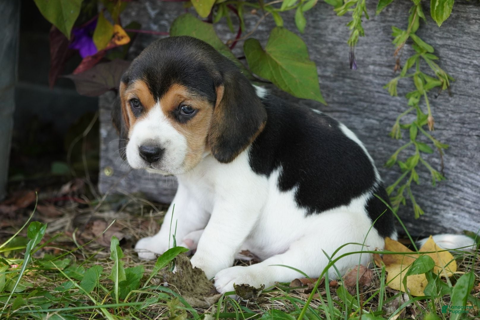 Beagle dogs Lilly - Ad 1