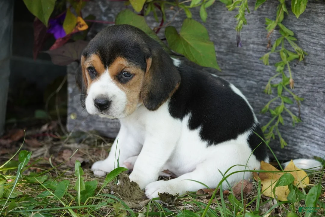 Beagle dogs for sale: Lilly - Ad 1
