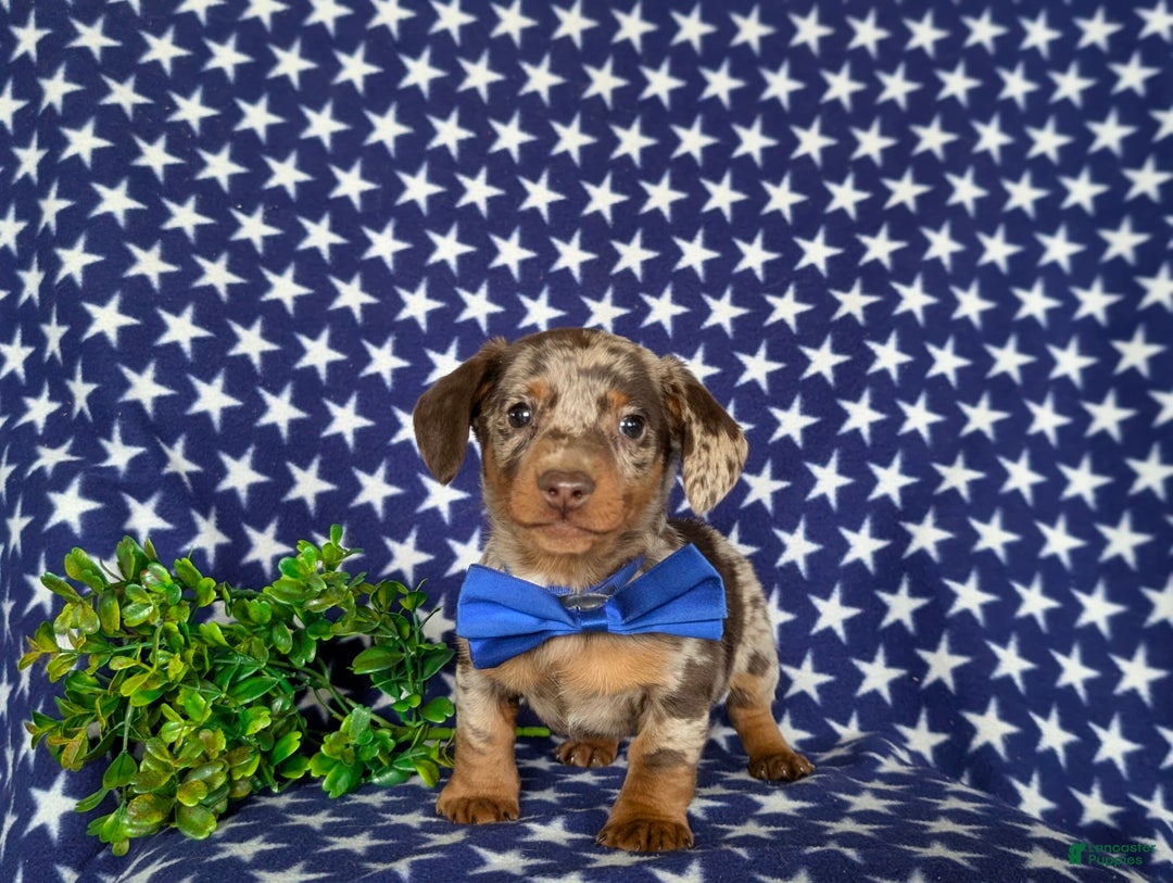 Miniature Dachshund dogs for sale: Vaughn - Ad 5