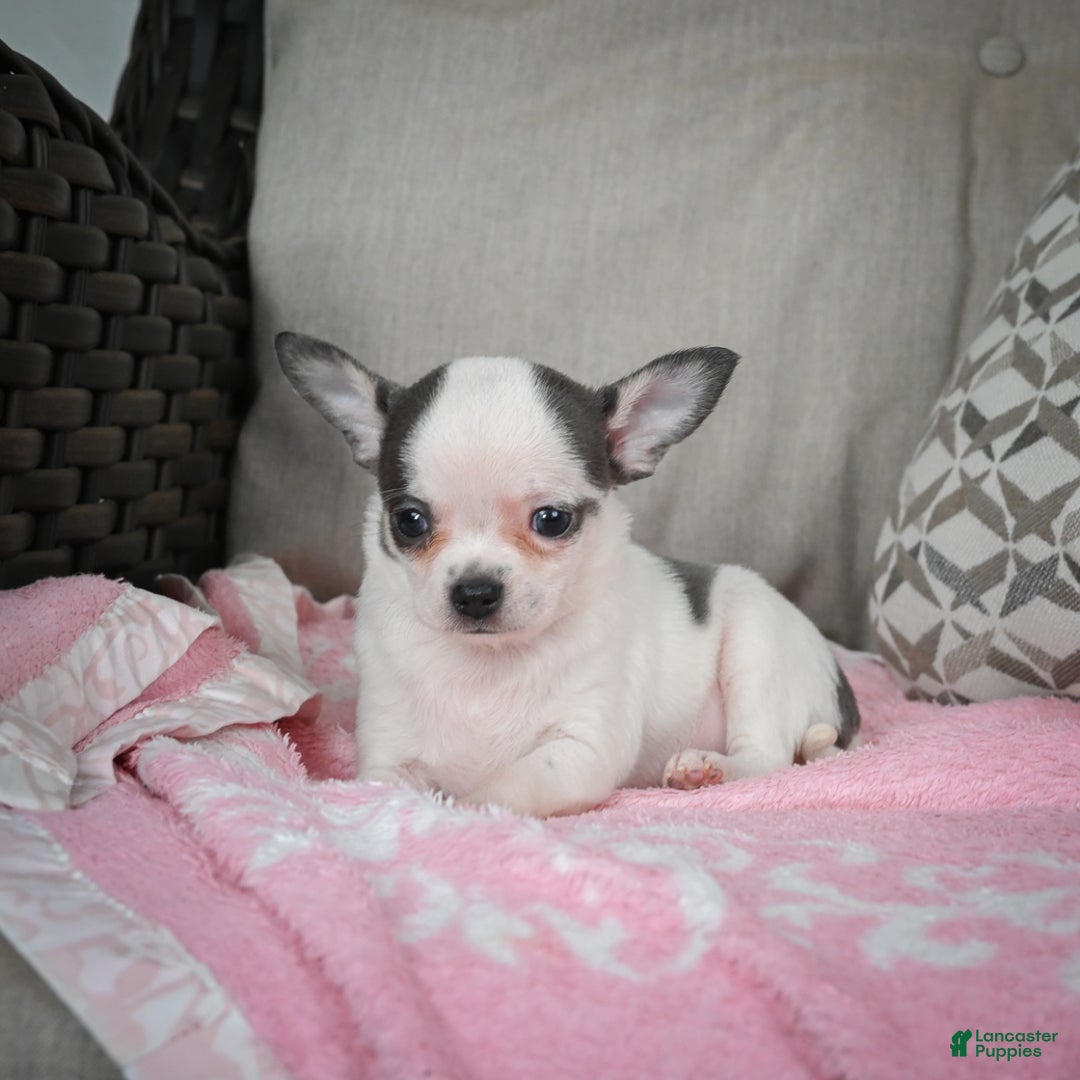 Chihuahua dogs for sale: Jake - Ad 10