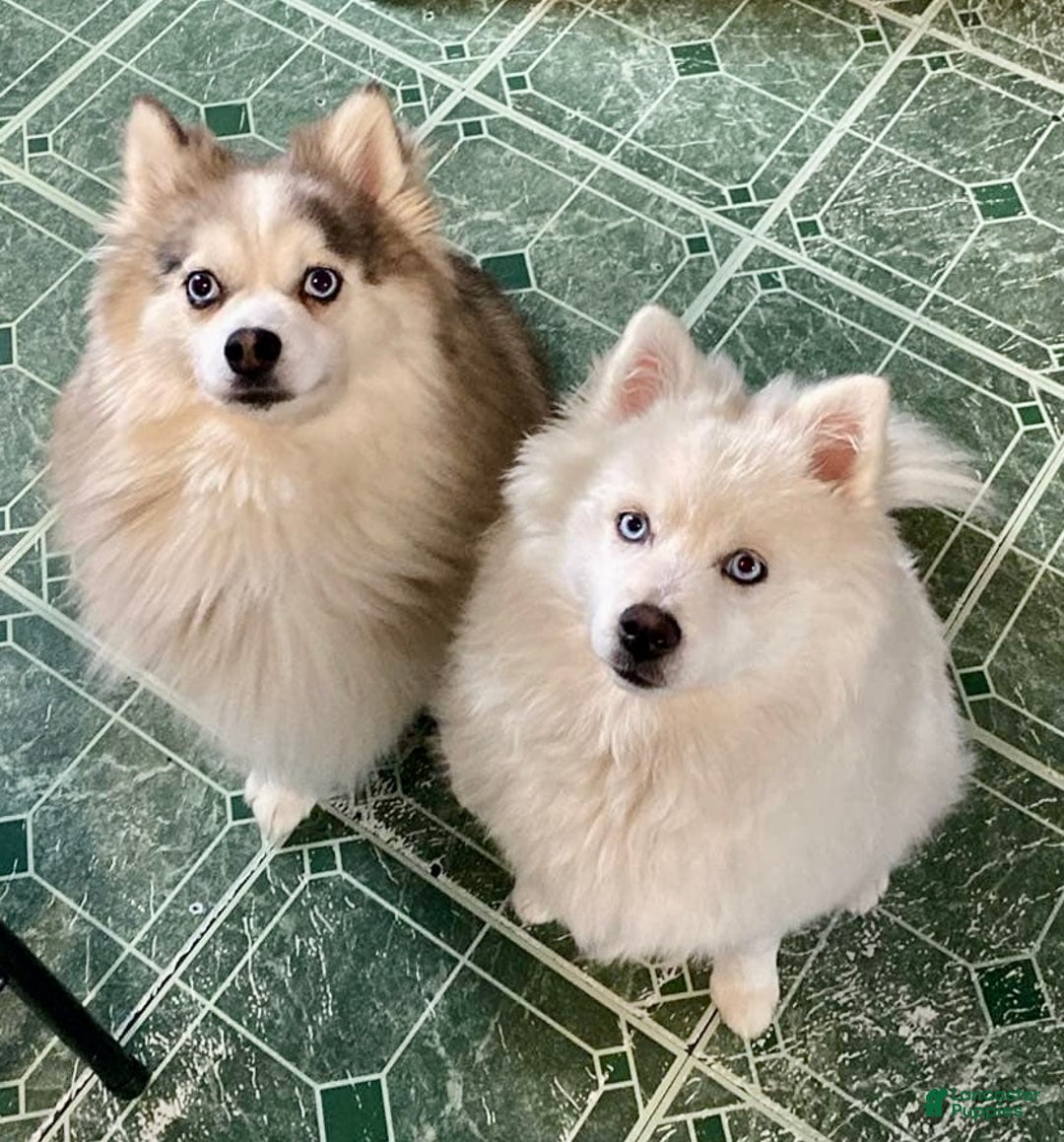 Pomsky dogs for sale: CJ “Caramel Jr” - Ad 13