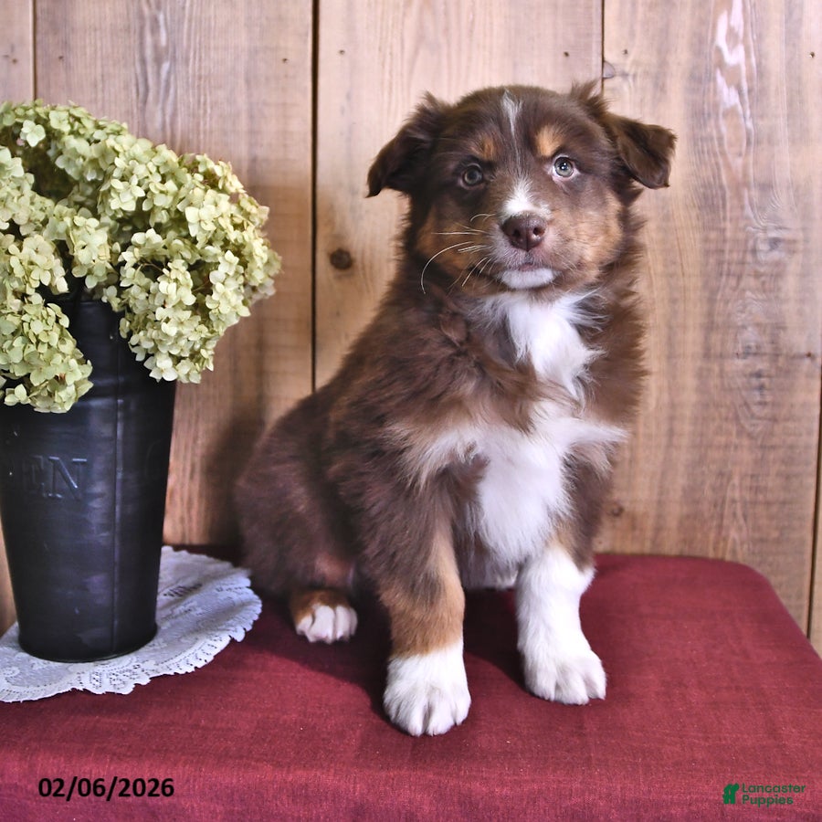 Australian Shepherd dogs Copper - Ad 40