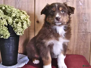 Australian Shepherd dogs Copper - Ad 40