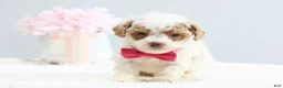 Toy Poodle dogs for sale: Bella - Ad 5