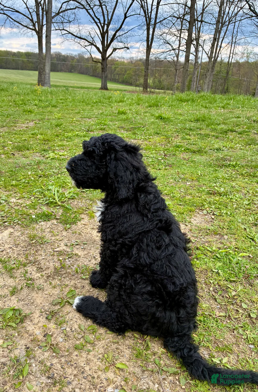 Bernedoodle dogs for sale: Bernedoodle Puppy 6 - Ad 2