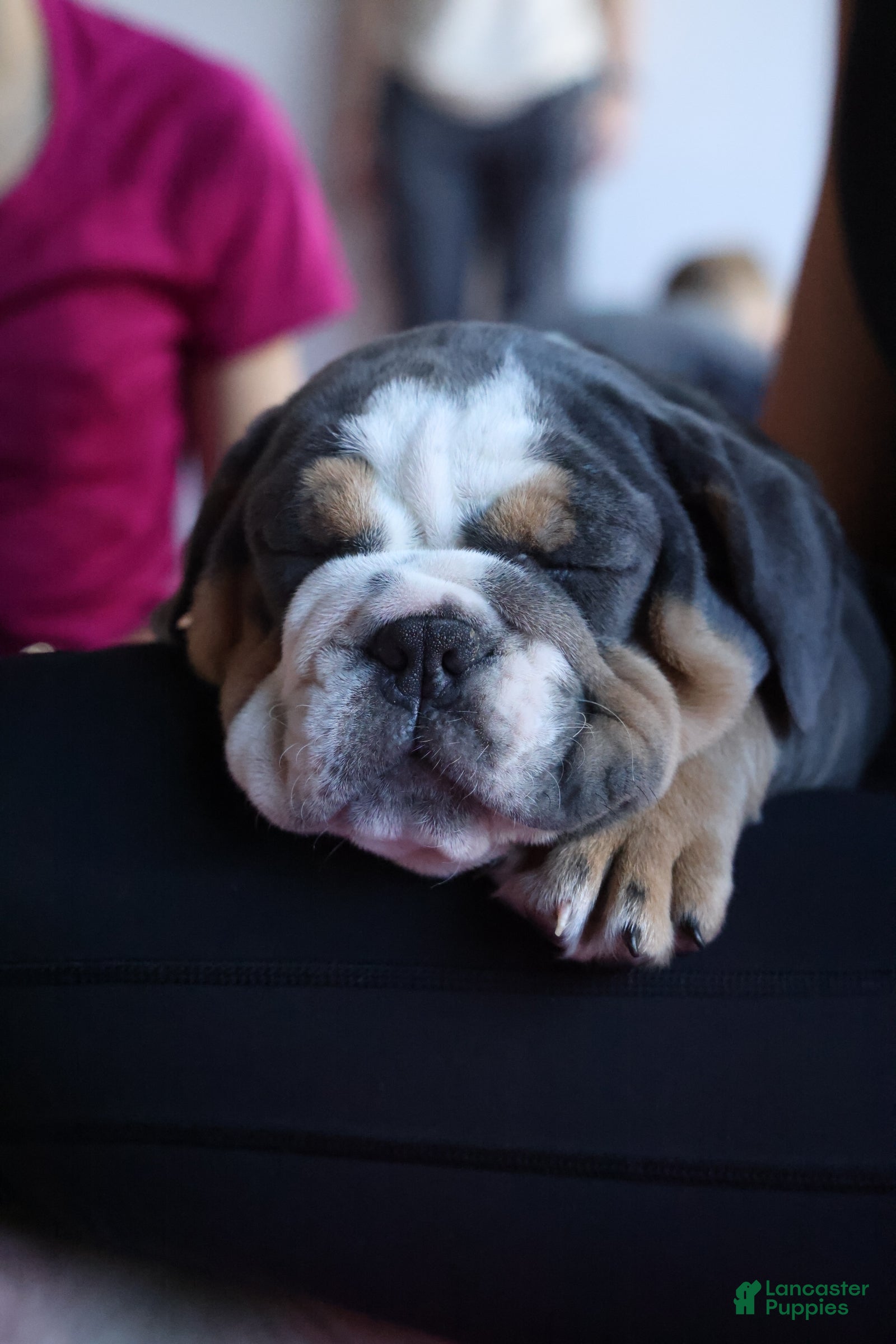 English Bulldog dogs for sale: English Bulldog Puppy 3 - Ad 5