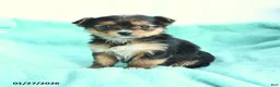 Yochon dogs for sale: Valentine - Ad 1