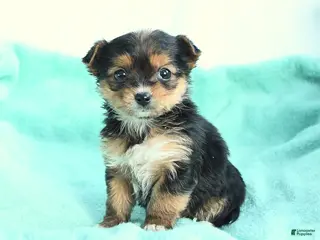 Yochon dogs Valentine - Ad 7