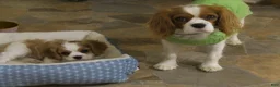 Cavalier King Charles Spaniel dogs for sale: Cavalier King Charles Spaniel Puppy 1 - Ad 5