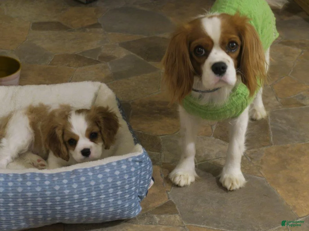 Cavalier King Charles Spaniel dogs for sale: Cavalier King Charles Spaniel Puppy 1 - Ad 5