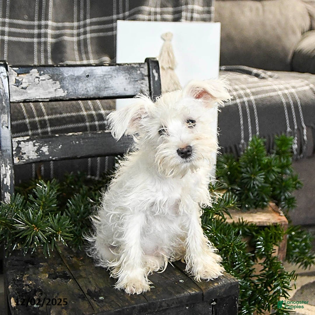 Schnoodle dogs for sale: Eddy - Ad 4