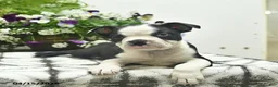Boston Terrier dogs for sale: Rebel  - Ad 5