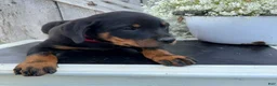 Rottweiler dogs for sale: Blaze - Ad 2