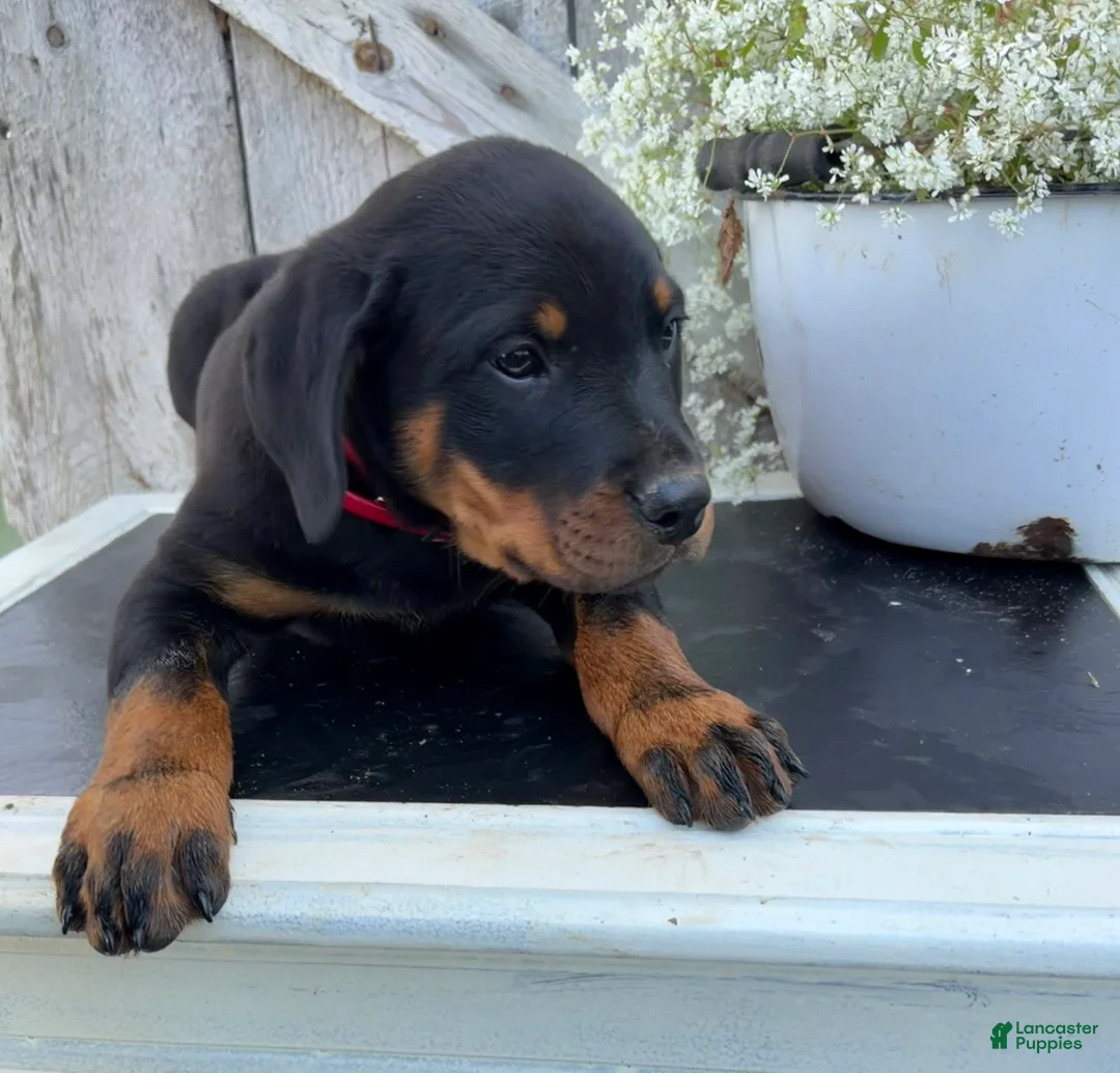 Rottweiler dogs for sale: Blaze - Ad 2
