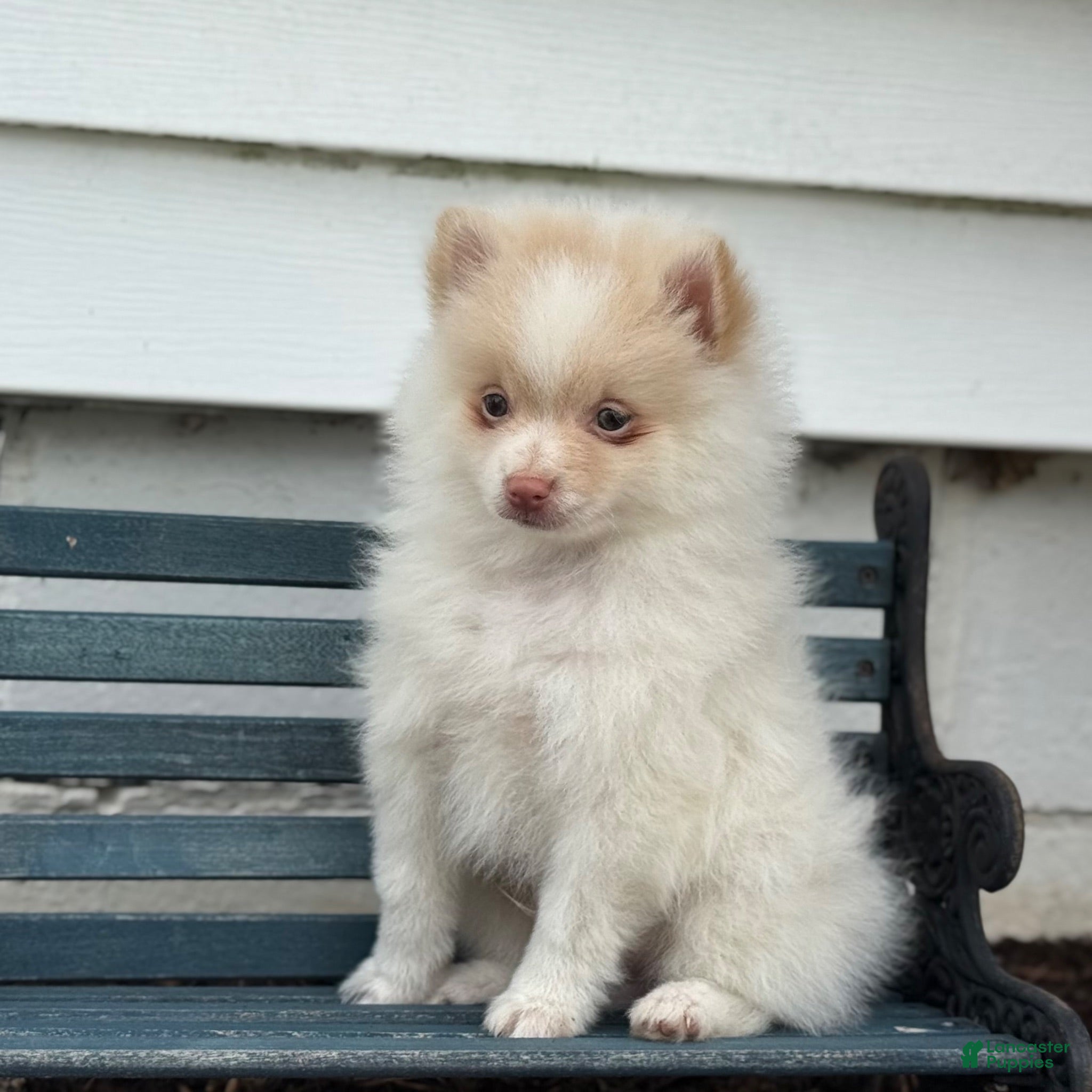 Pomeranian dogs Wilder - Ad 2