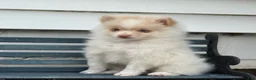 Pomeranian dogs for sale: Wilder - Ad 9
