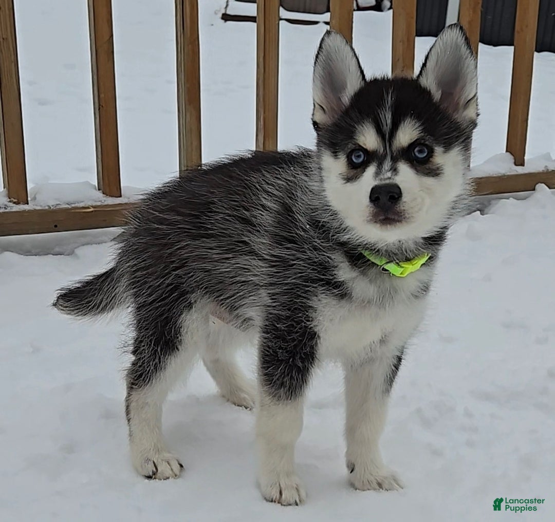 Pomsky dogs for sale: Rocky - Ad 3