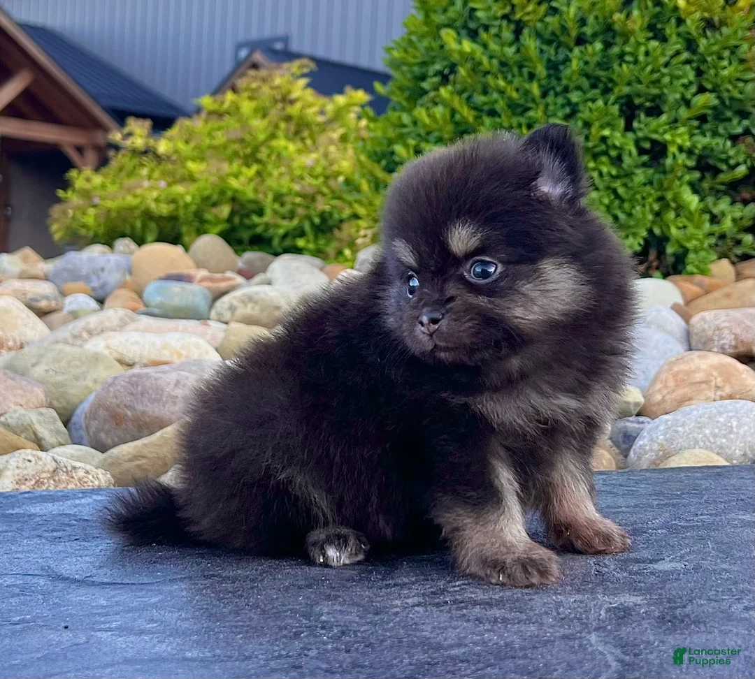 Pomeranian dogs for sale: Shadow - Ad 2