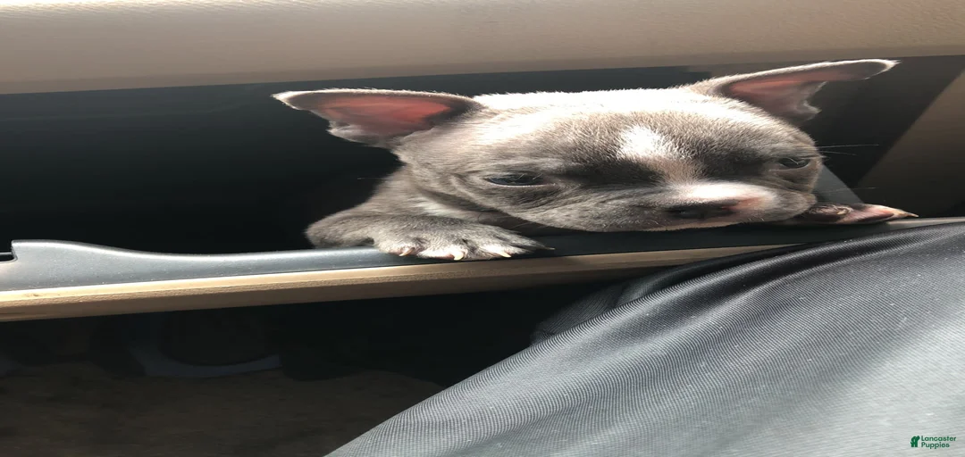 Gallery Image {{count}}