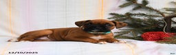 Boxer dogs for sale: Holly - Ad 3