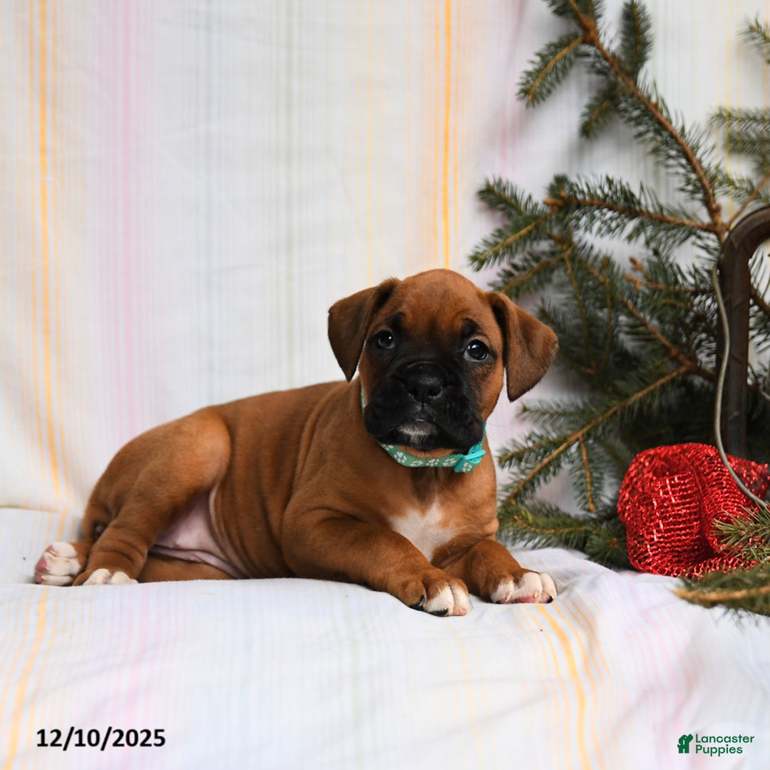 Boxer dogs for sale: Holly - Ad 3