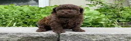 Miniature Poodle dogs for sale: Amy Sue Miniature Poodle Puppy  - Ad 3