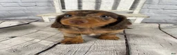 Miniature Dachshund dogs for sale: Remi - Ad 6