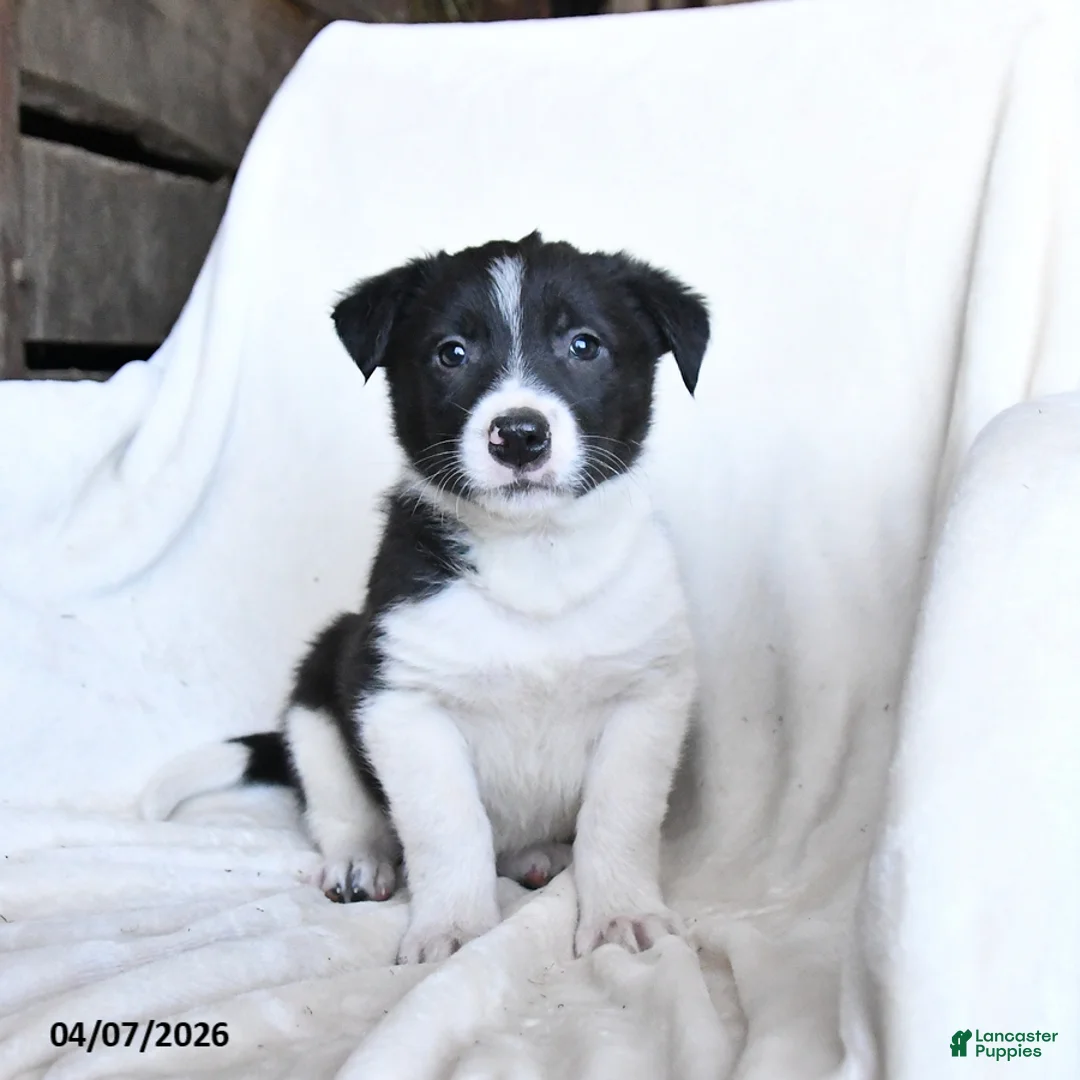 Border Collie dogs for sale: Flash - Ad 1