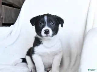 Border Collie dogs for sale: Flash - Ad 4