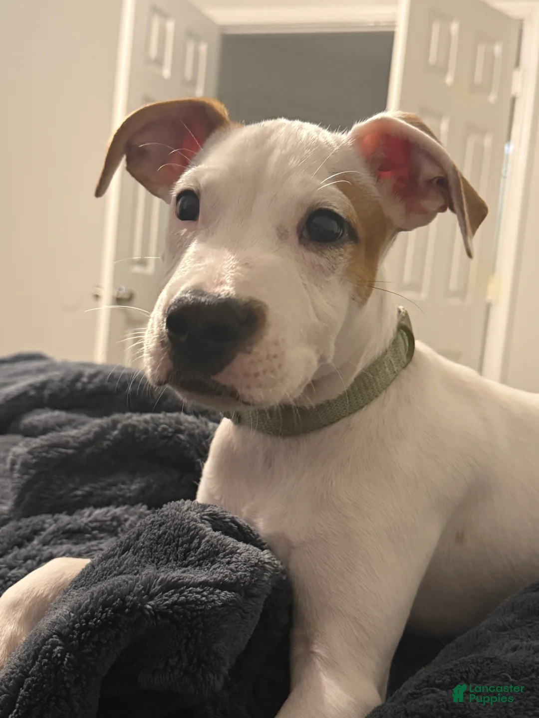 Mixed Breed dogs for sale: Mixed Breed Puppy 1 - Ad 2