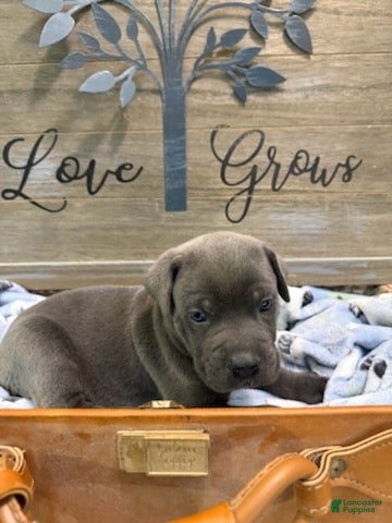 Cane Corso dogs Boy 2 - Ad 2