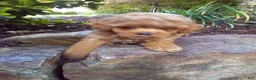 Toy Poodle dogs for sale: Calette - Ad 4