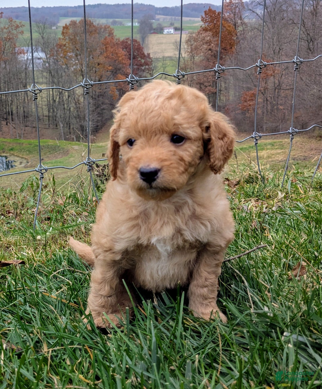 Mini Goldendoodle dogs for sale: Oscar - Ad 3
