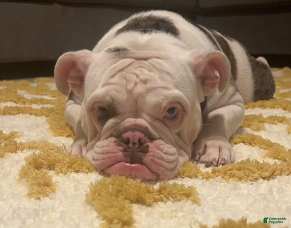 English Bulldog dogs English Bulldog Puppy 2 - Ad 2