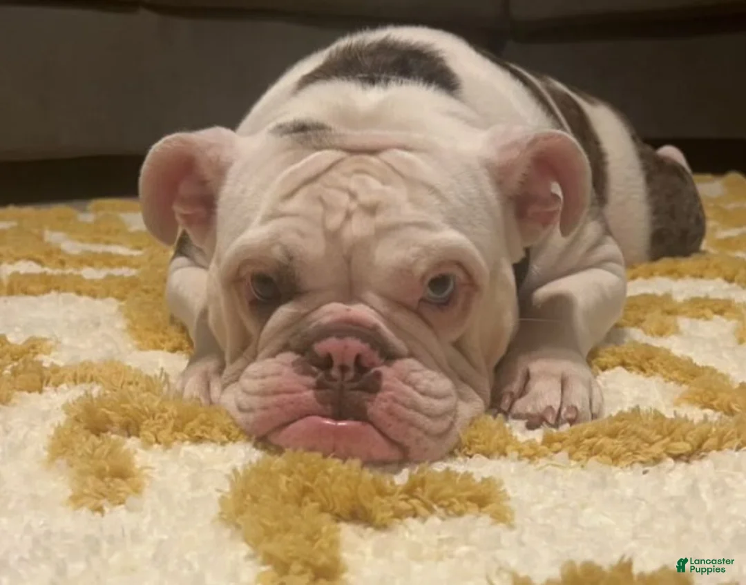 English Bulldog dogs for sale: English Bulldog Puppy 2 - Ad 2