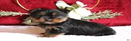 Yorkshire Terrier dogs for sale: Dalton - Ad 1