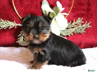 Yorkshire Terrier dogs Dalton - Ad 39