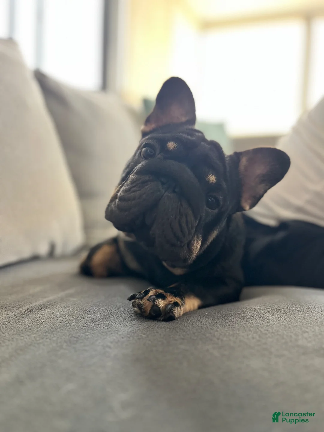 French Bulldog dogs for sale: Tomahawk  - Ad 3