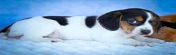 Beagle dogs for sale: Ollie Belle - Ad 14