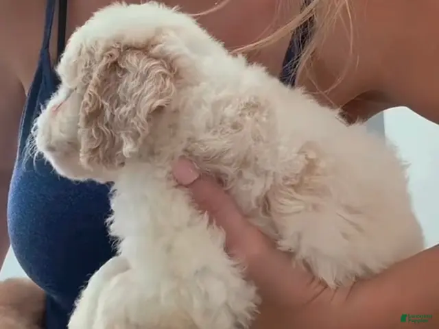 Double Doodle dogs for sale: Boy #2 - Ad 1