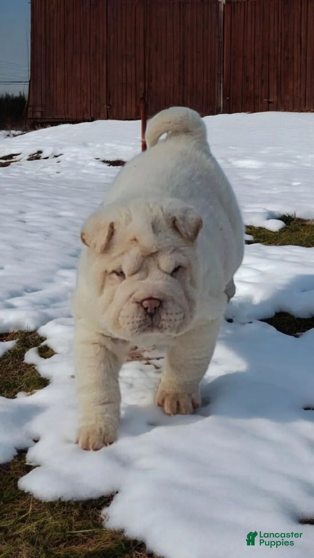 Shar Pei dogs for sale: Blizzard mini - Ad 27