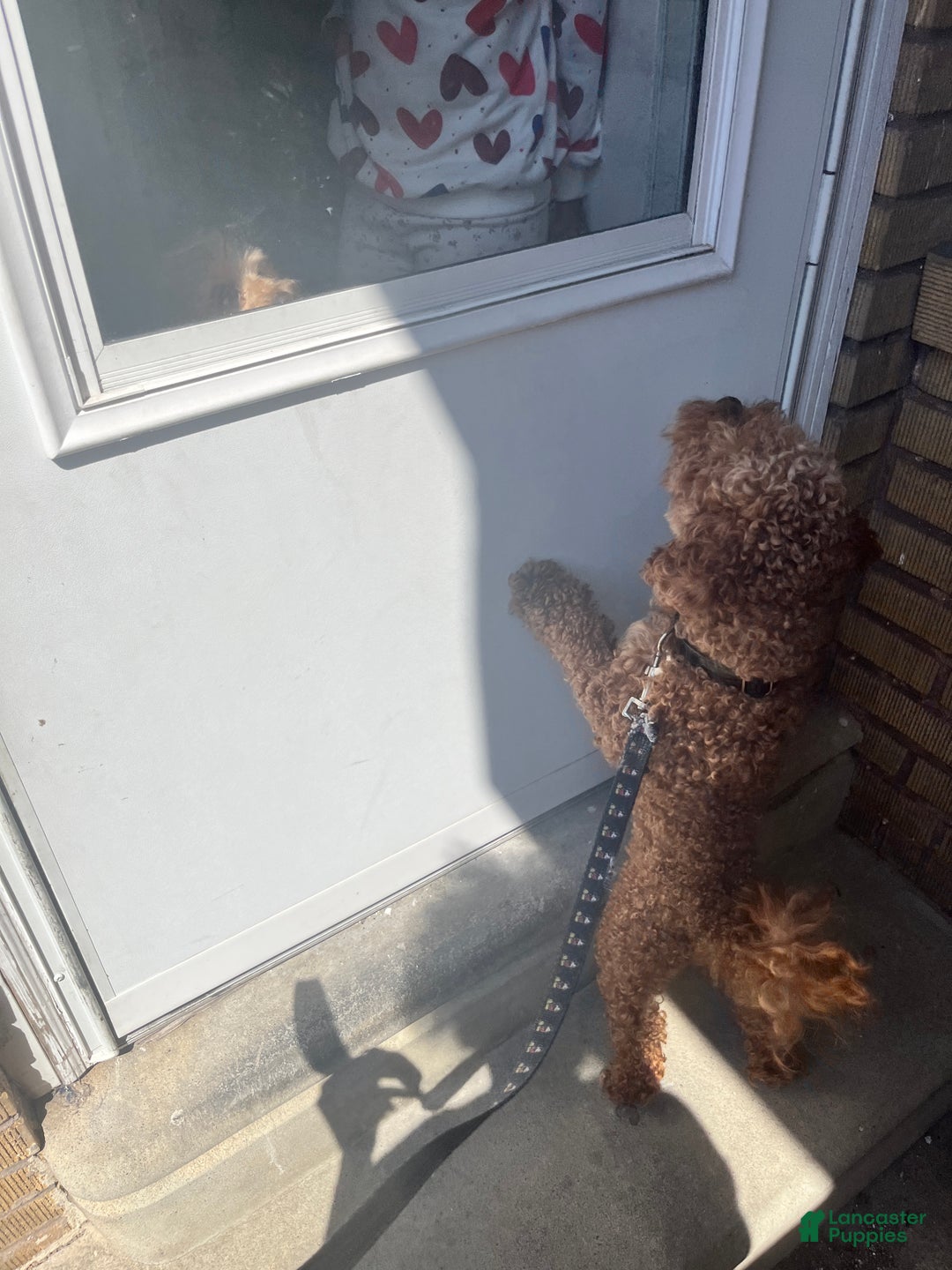 Mini Goldendoodle dogs for sale: Mini Goldendoodle Puppy 1 - Ad 8